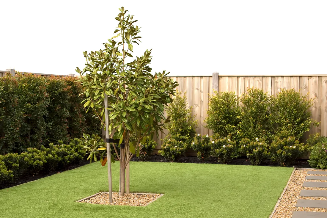 Artificial turf laid around a feature tree in a fenced backyard